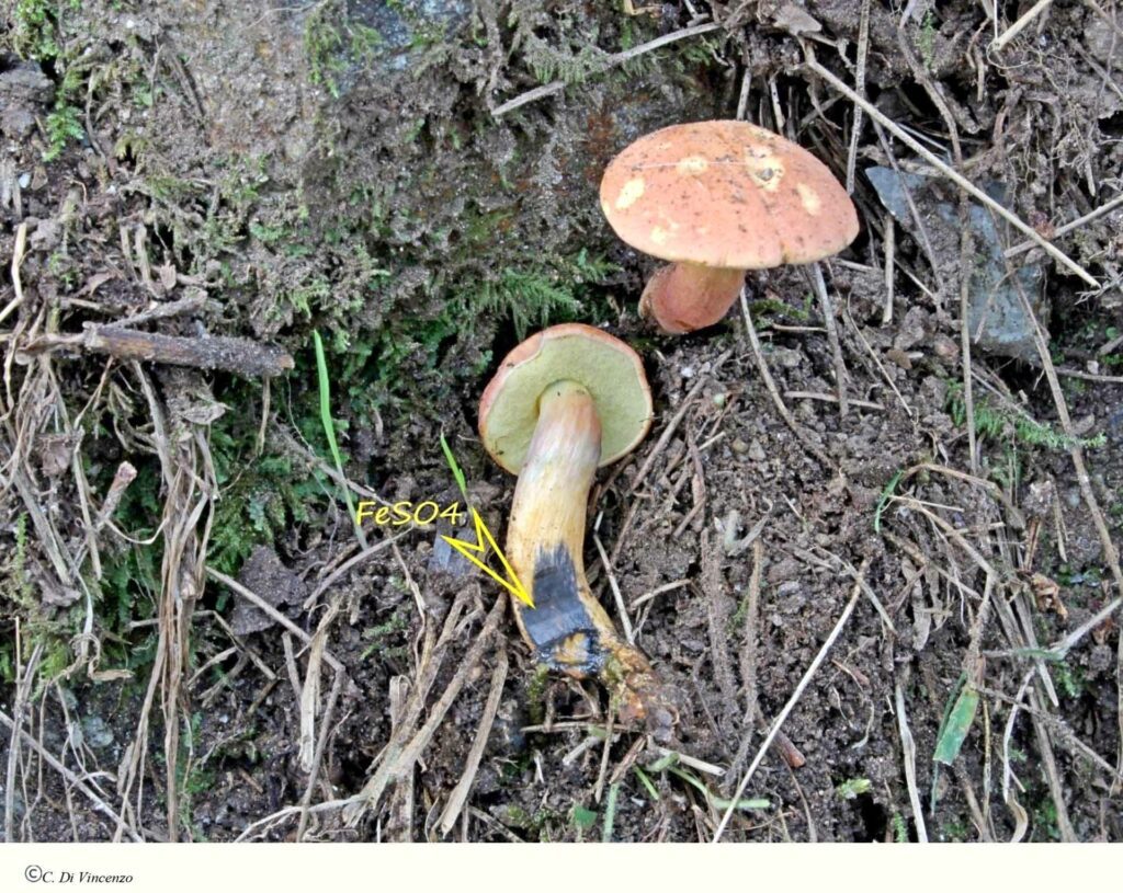 Rheubarbariboletus armeniacus 