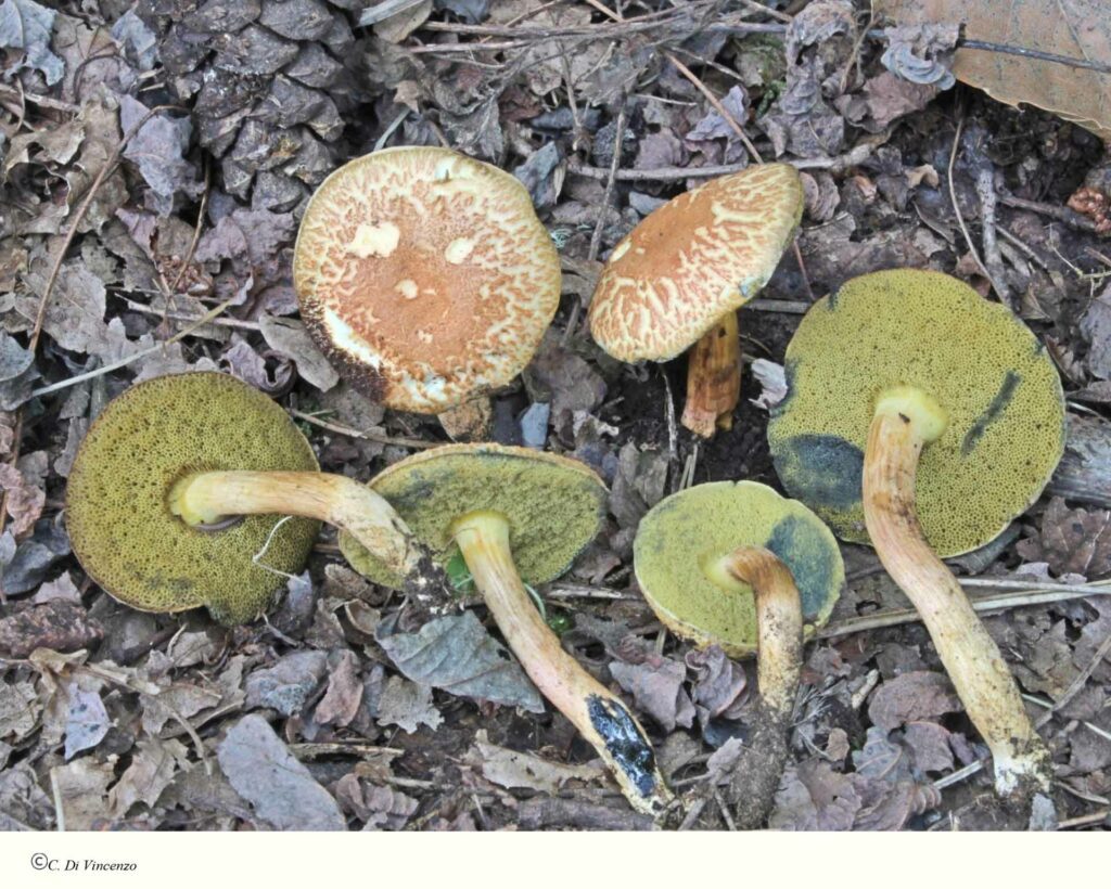 Rheubarbariboletus armeniacus (Quél.) Vizzini, Simonini & Gelardi 2015