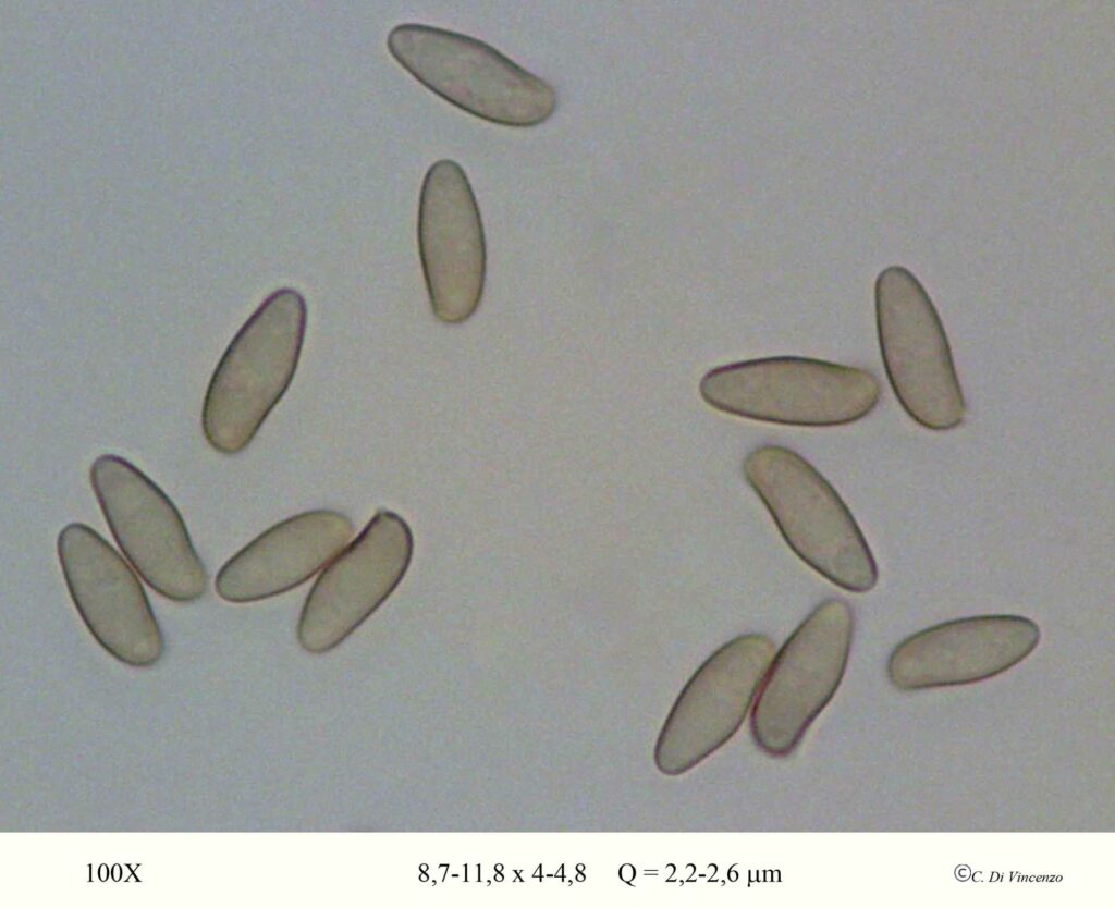 Rheubarbariboletus armeniacus spore 100X