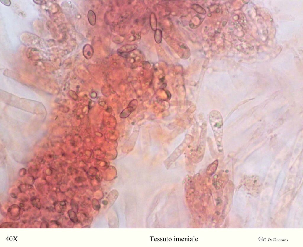 Rheubarbariboletus armeniacus basiti tessuto imeniale