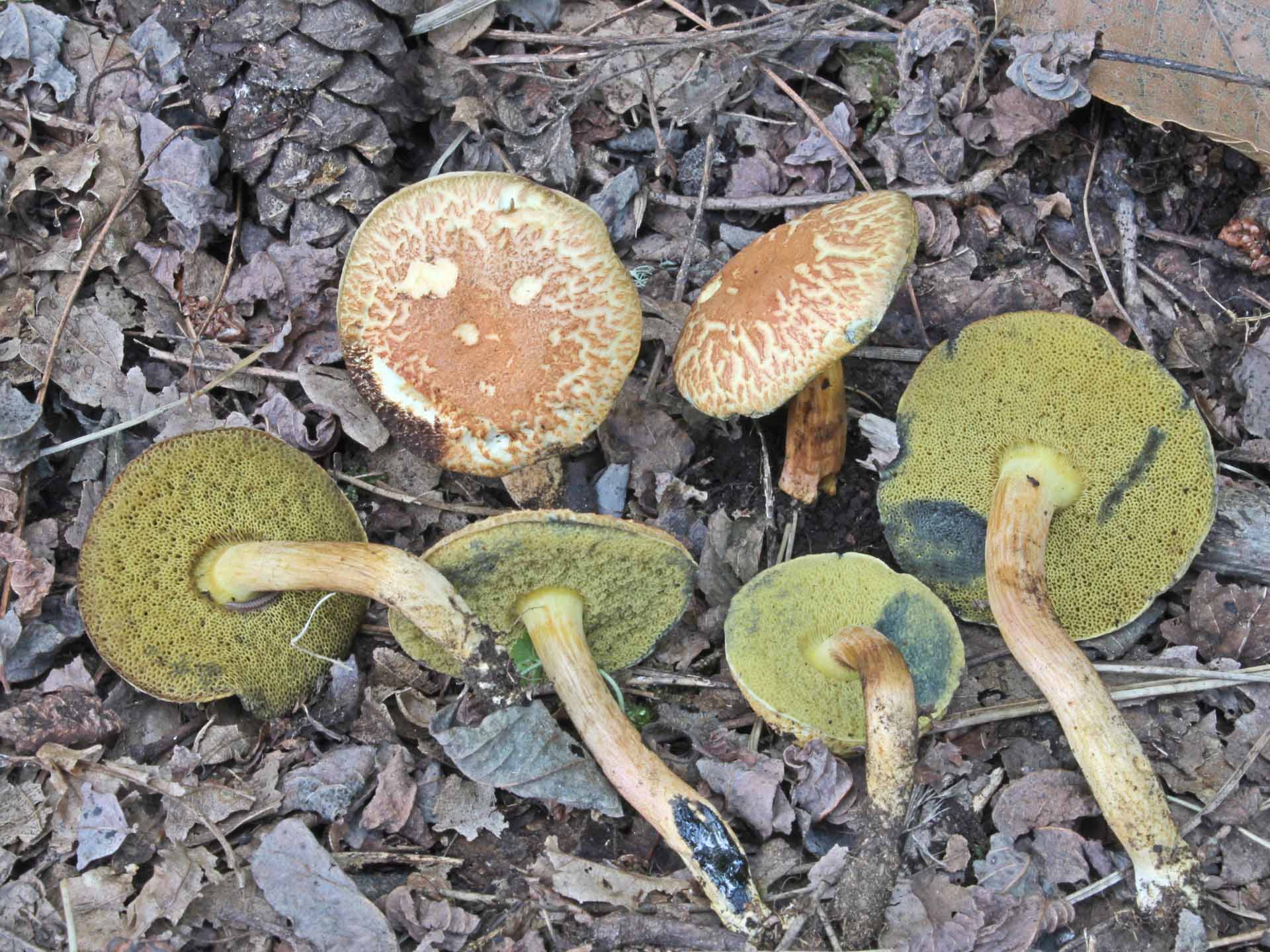 Rheubarbariboletus armeniacus basiti