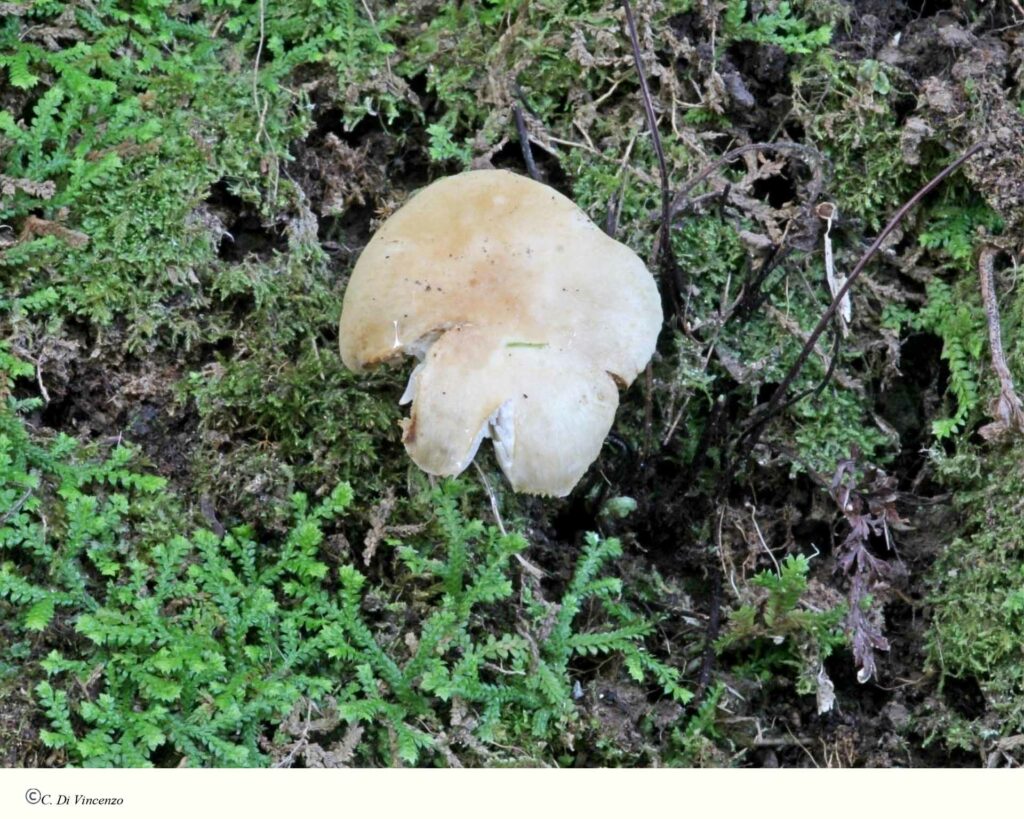 Russula solaris