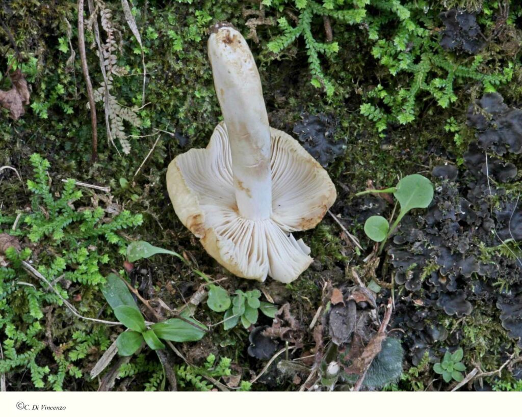 Russula solaris