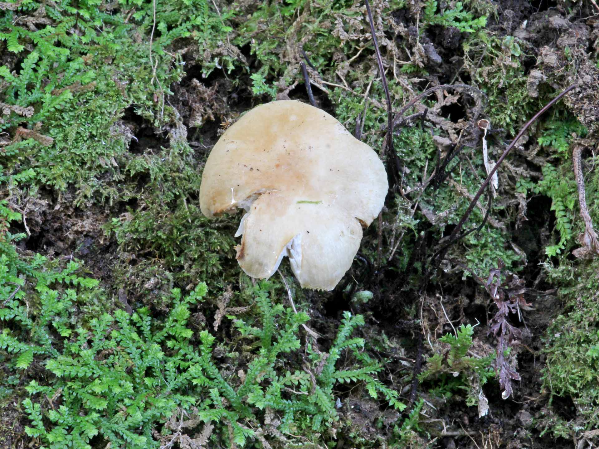 Russula solaris