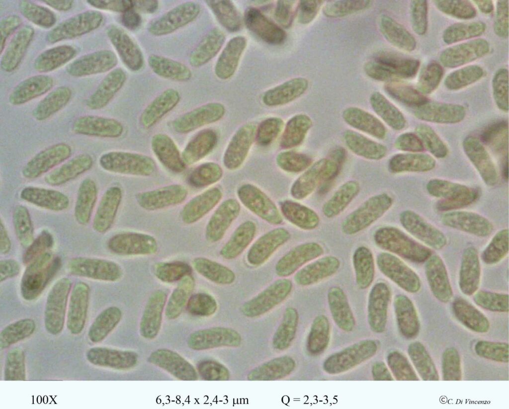 Trichaptum fuscoviolaceum spore 100x