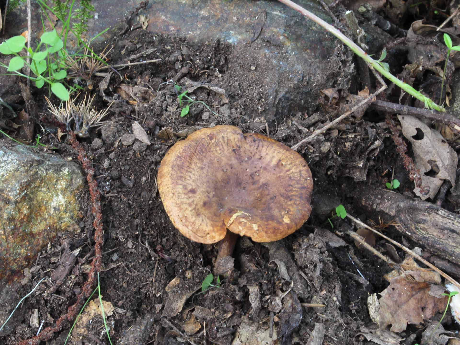 Paxillus involutus (Batsch) Fr. 1838