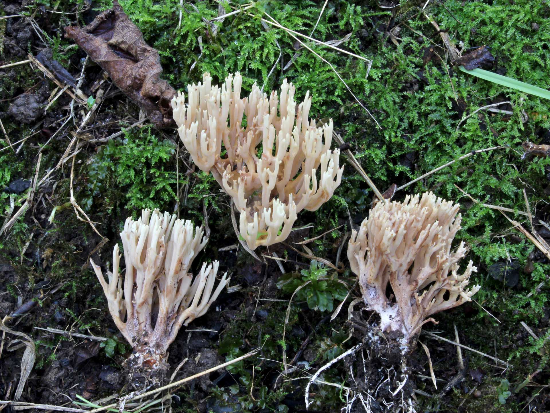 Ramaria suecica (Fr.) Donk. 1933