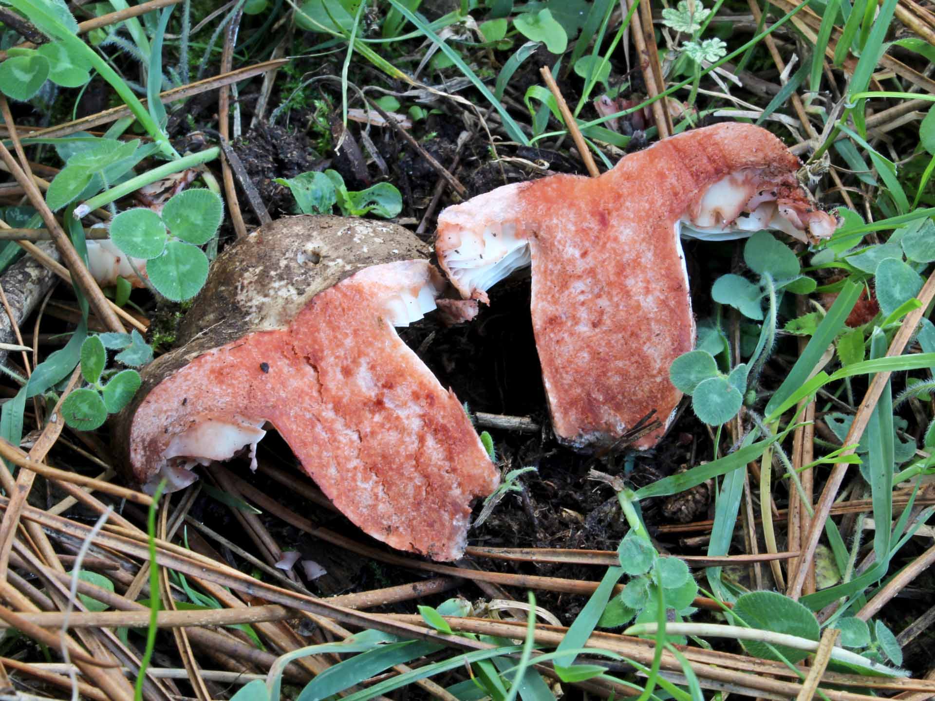 Russula adusta