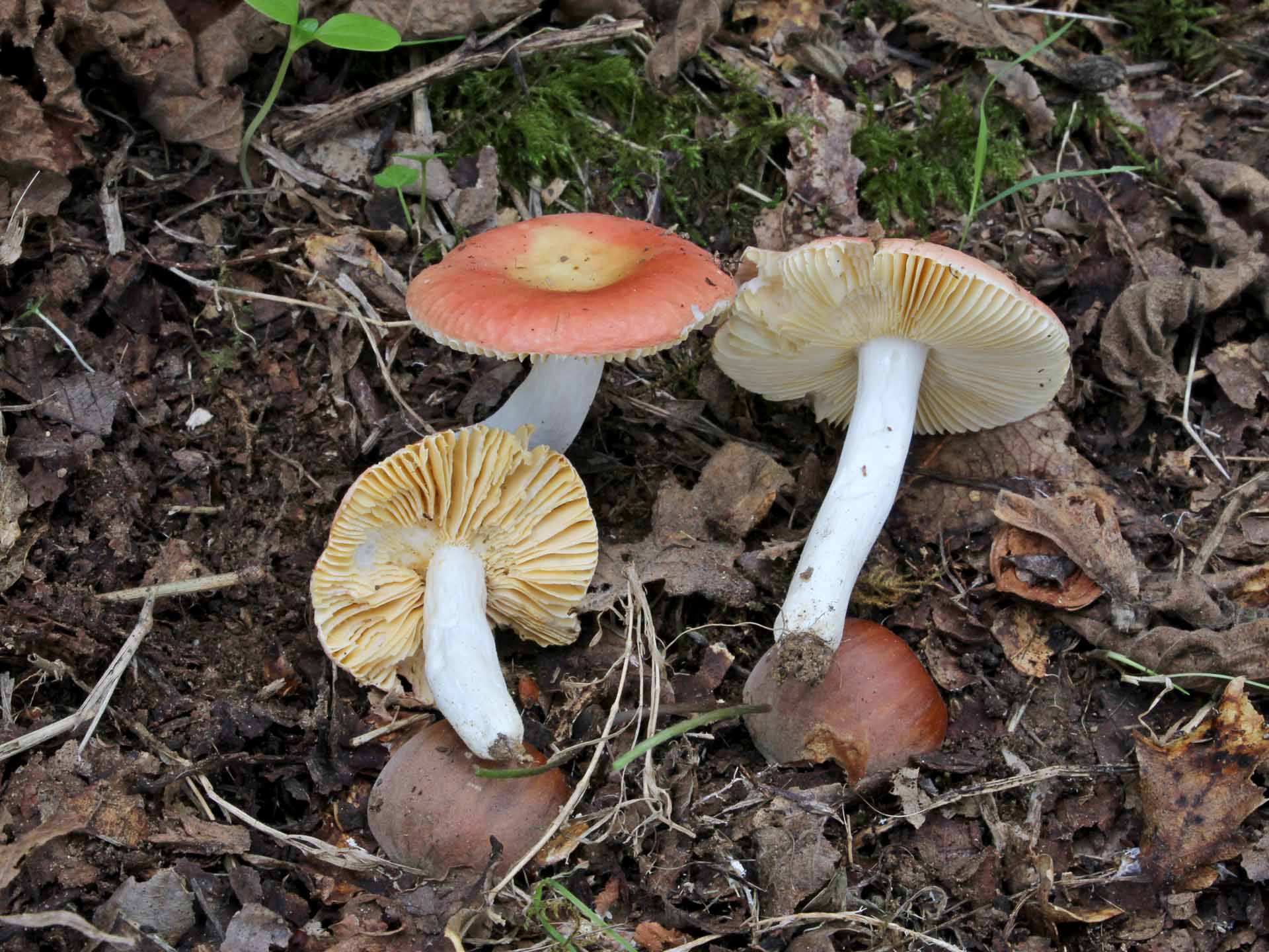 Russula intermedia P. Karst (1888