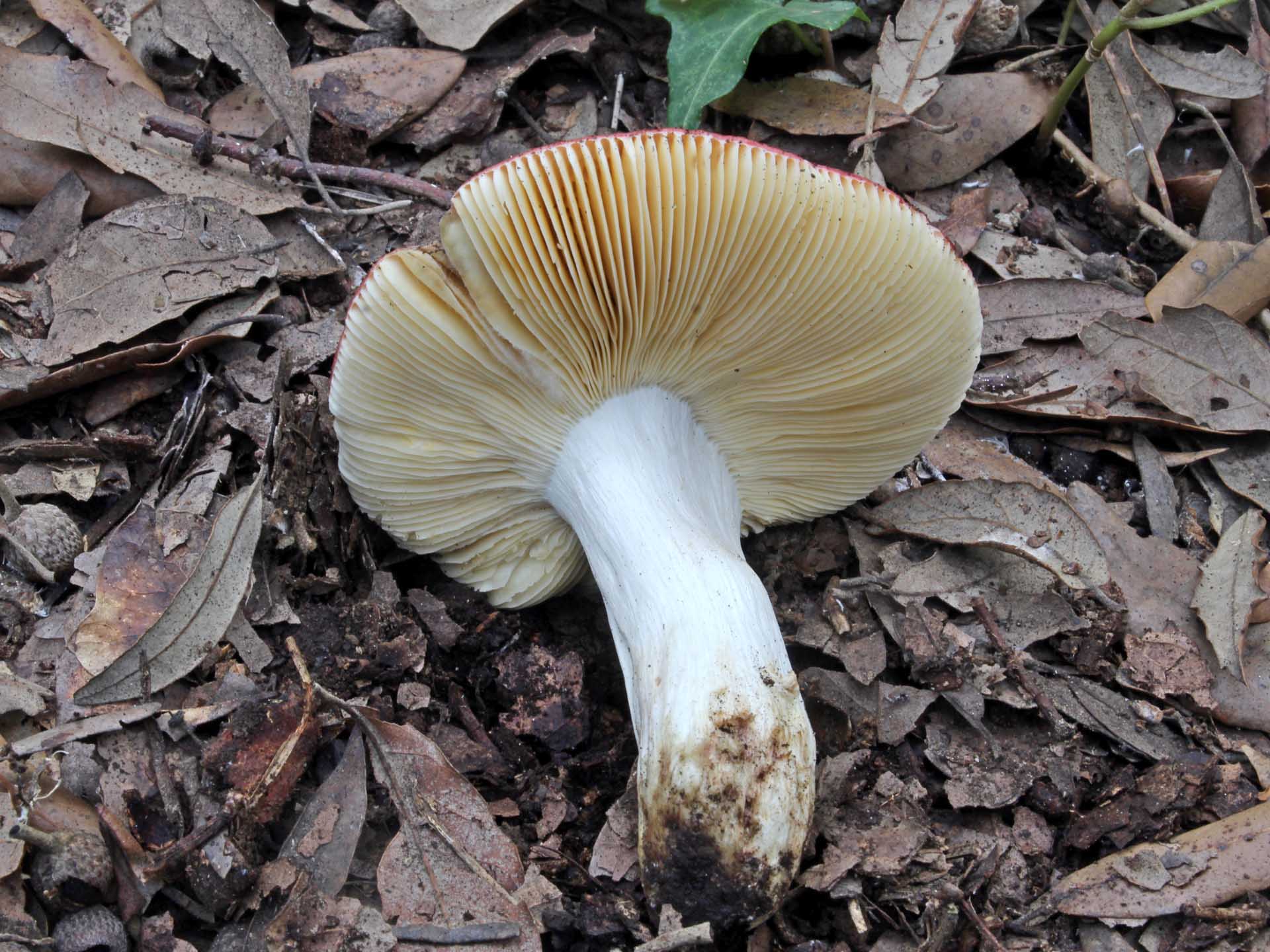 Russula pseudointegra Arnould & Goris 1907