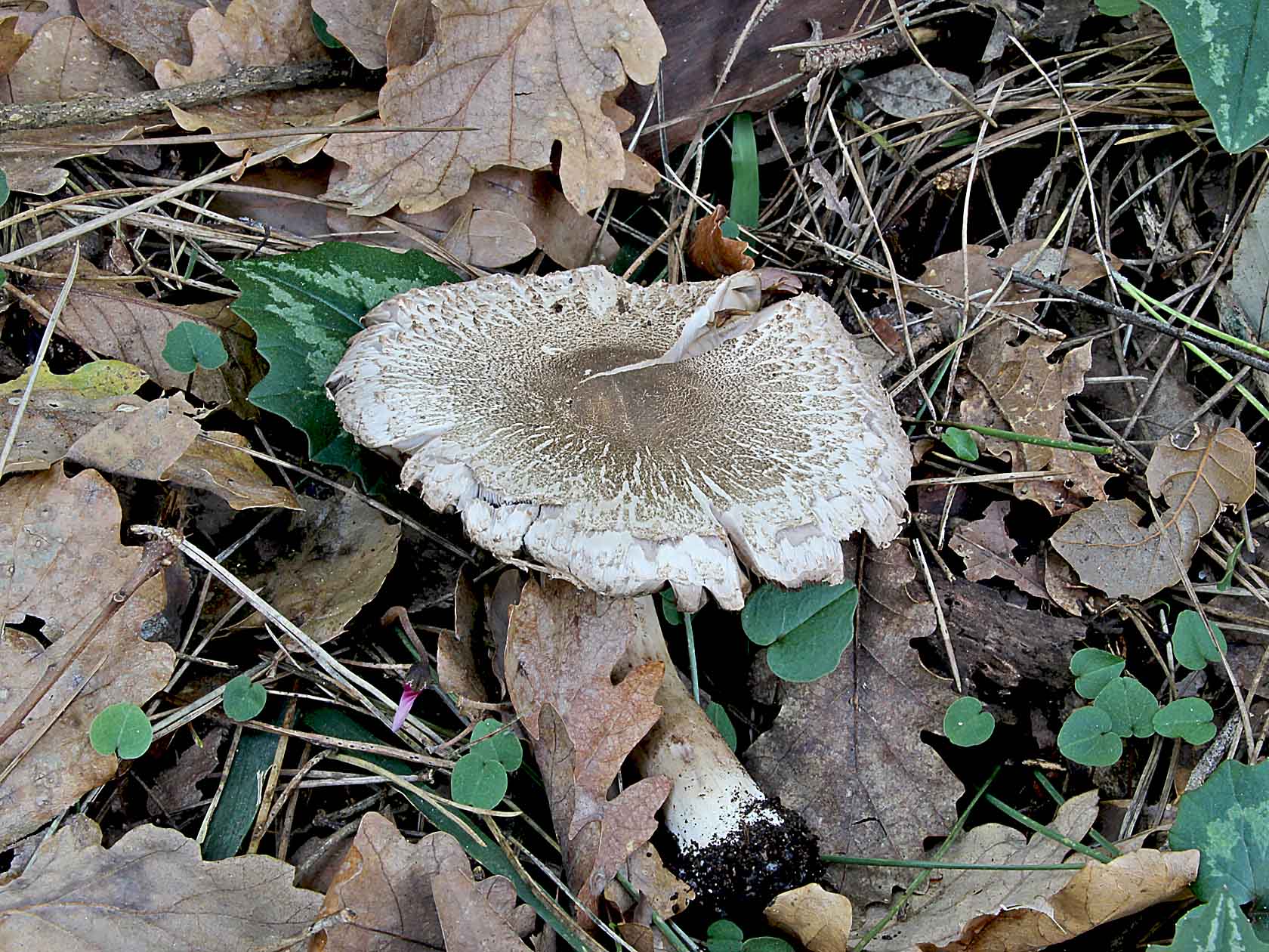 Agaricus moelleri Wasser 1976
