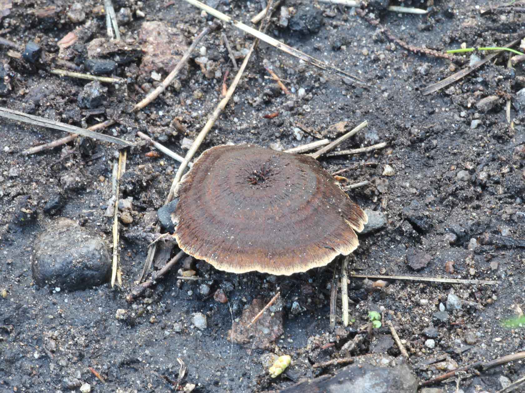 Coltricia perennis (L.) Murrill 1903