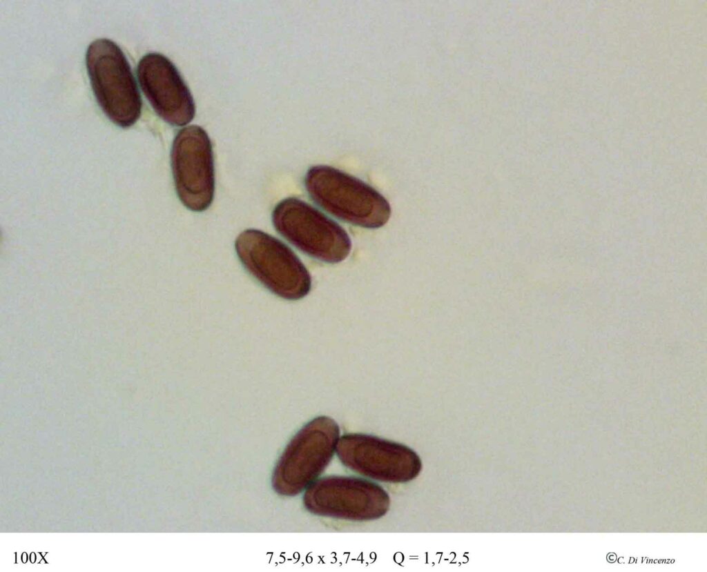 Coprinopsis stercorea (Fr.) Redhead, Vilgalys & Moncalvo 2001