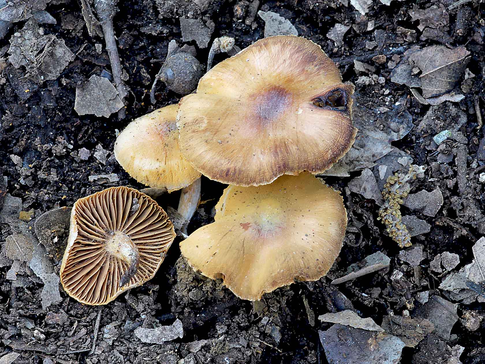 Cortinarius rigens