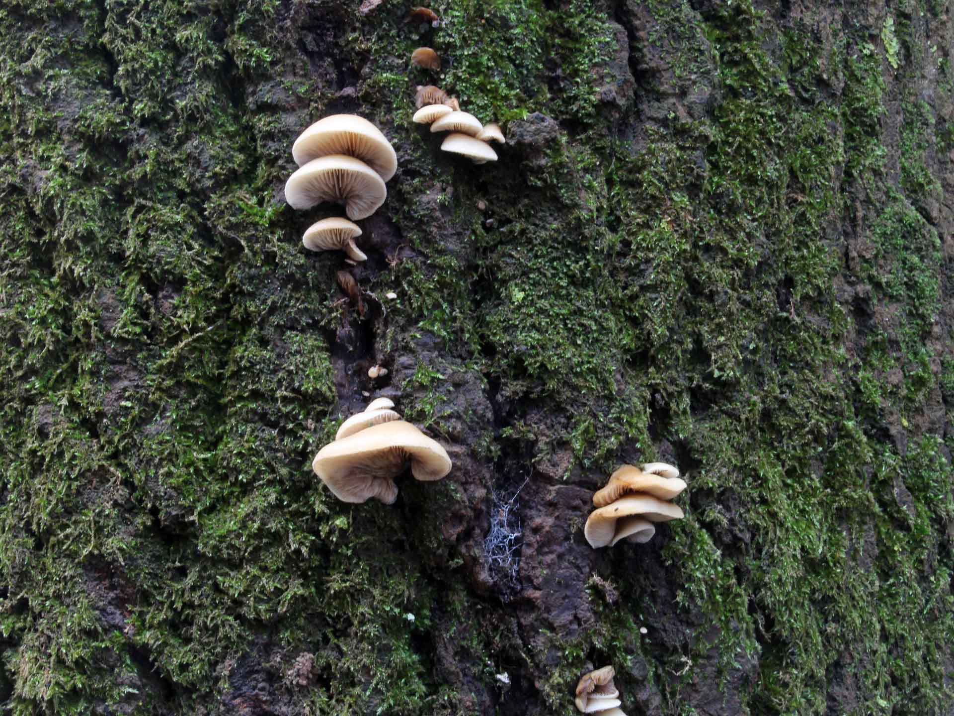 Crepidotus mollis (Schaeff.) Staude 1857