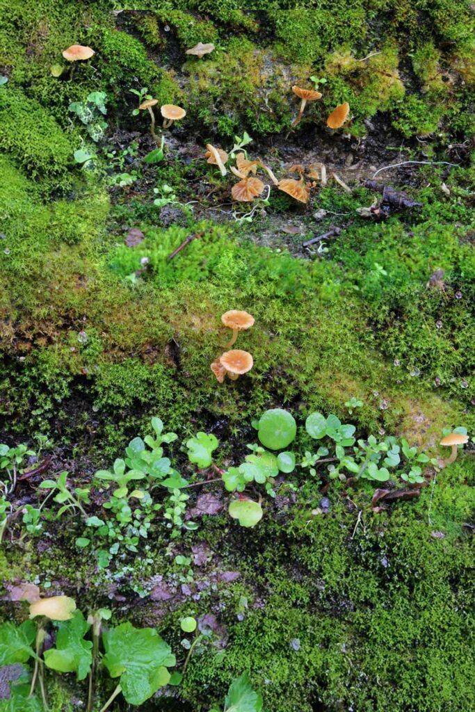 Galerina graminea (Velonovsky) Kuhner 1935