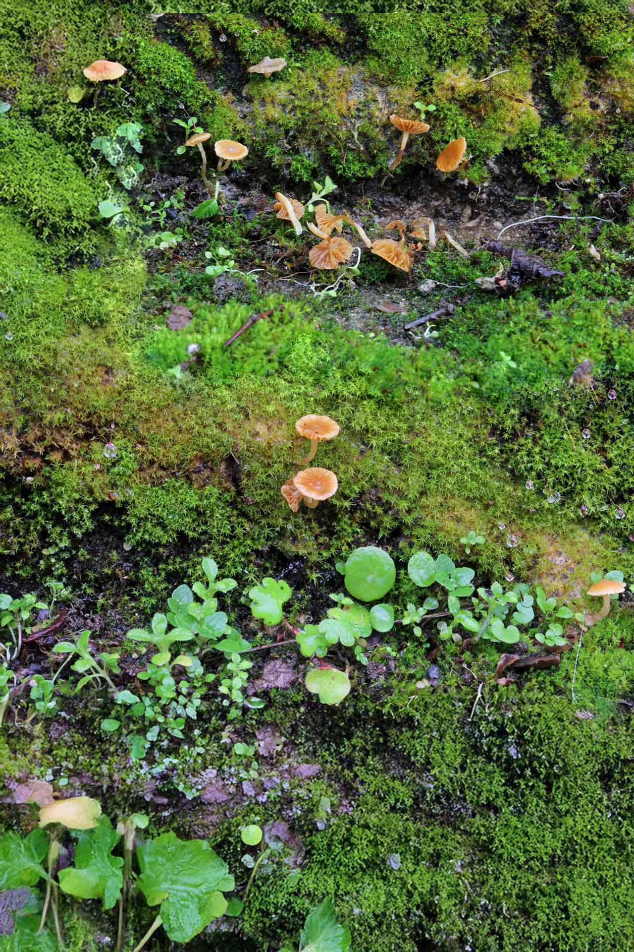Galerina graminea (Velonovsky) Kuhner 1935