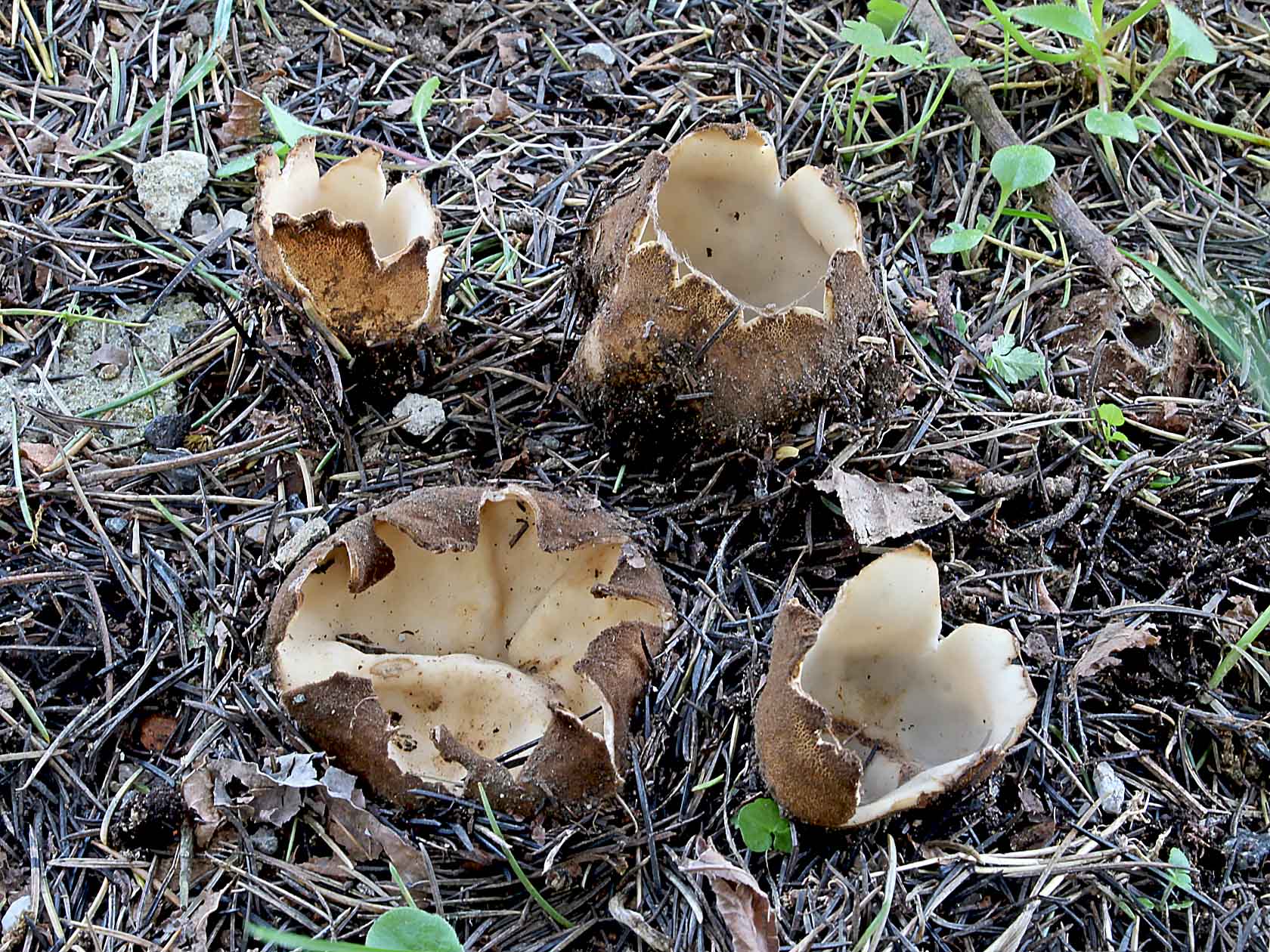 Geopora sumneriana (Cooke ex W. Phillips) M. Torre 1976