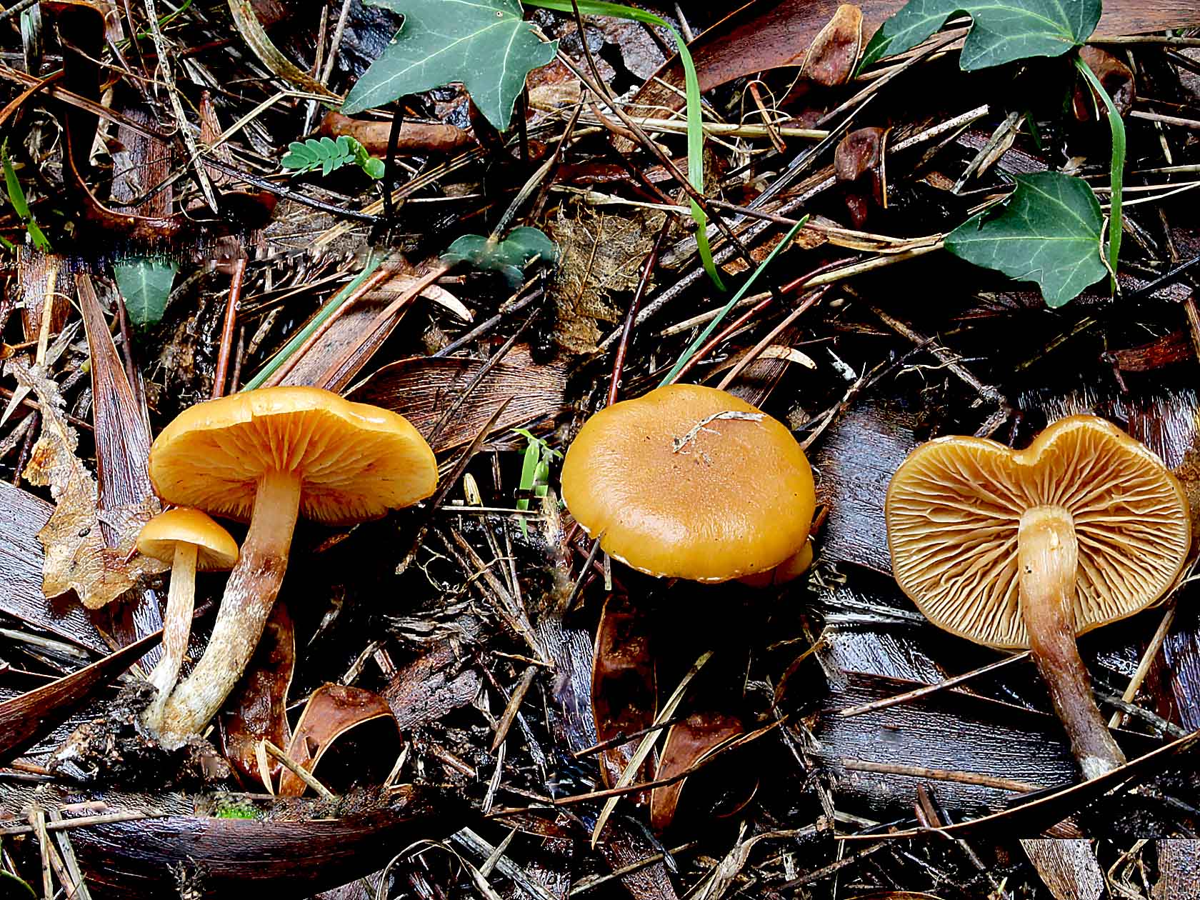 Gymnopilus picreus (Pers.) P. Karst. 1879