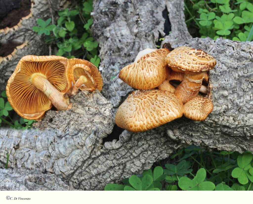 Gymnopilus suberis (Maire) Singer 1951