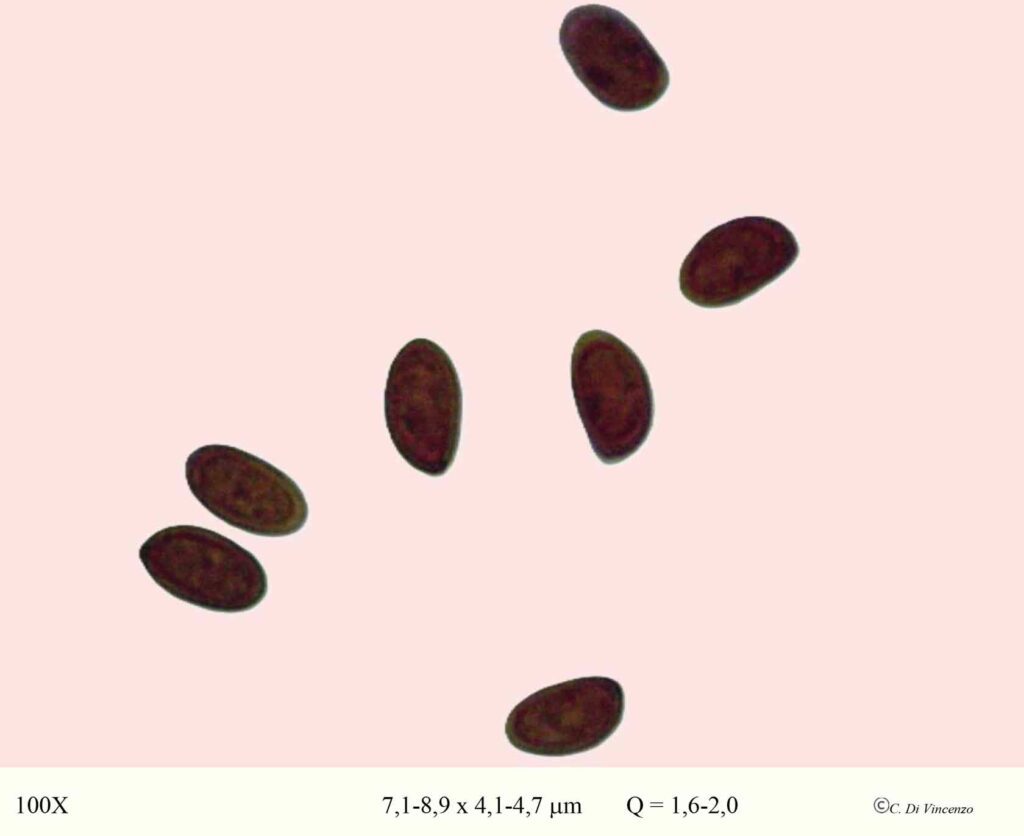 Gymnopilus suberis (Maire) Singer 1951 spore