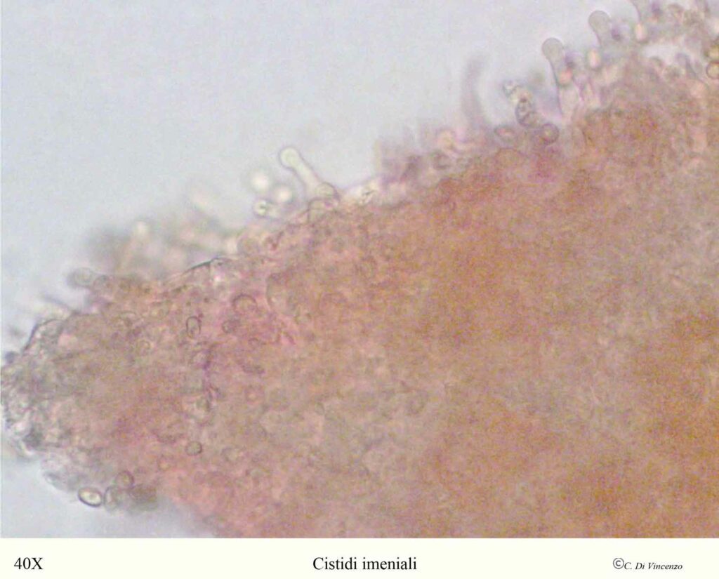 Gymnopilus suberis (Maire) Singer 1951 cistidi imeniali