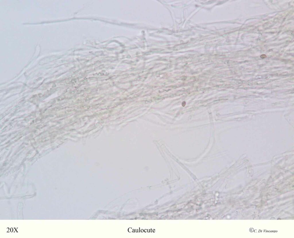 Gymnopilus suberis (Maire) Singer 1951 caulocute