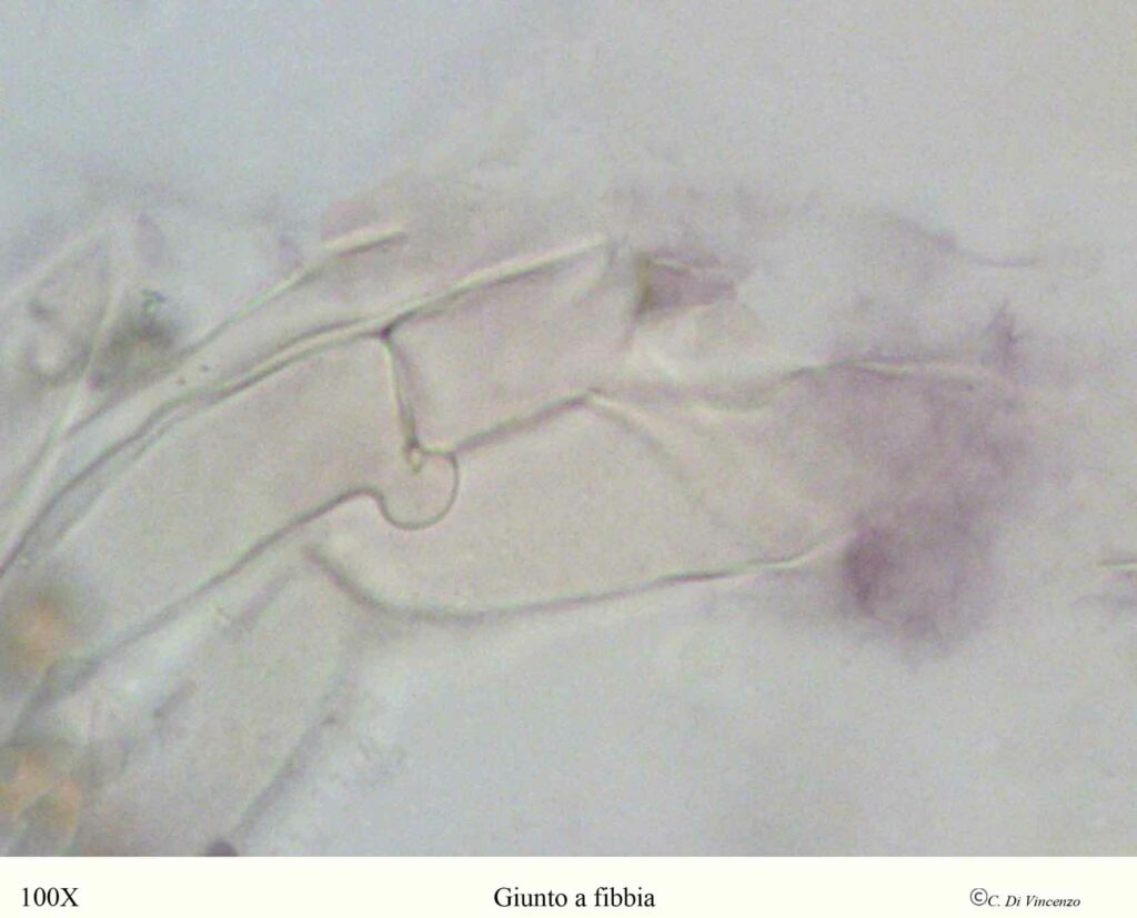 Gymnopilus suberis (Maire) Singer 1951 giunto a fibbia