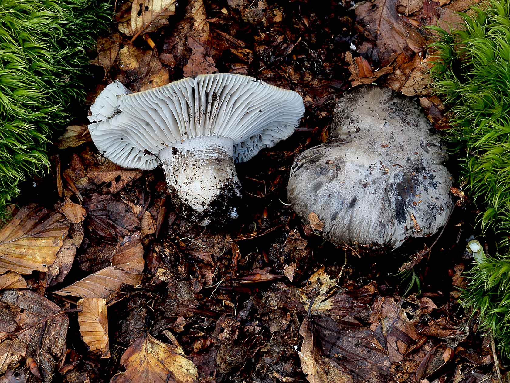 Hygrophorus. marzuolus (Fr.) Bres. 1893