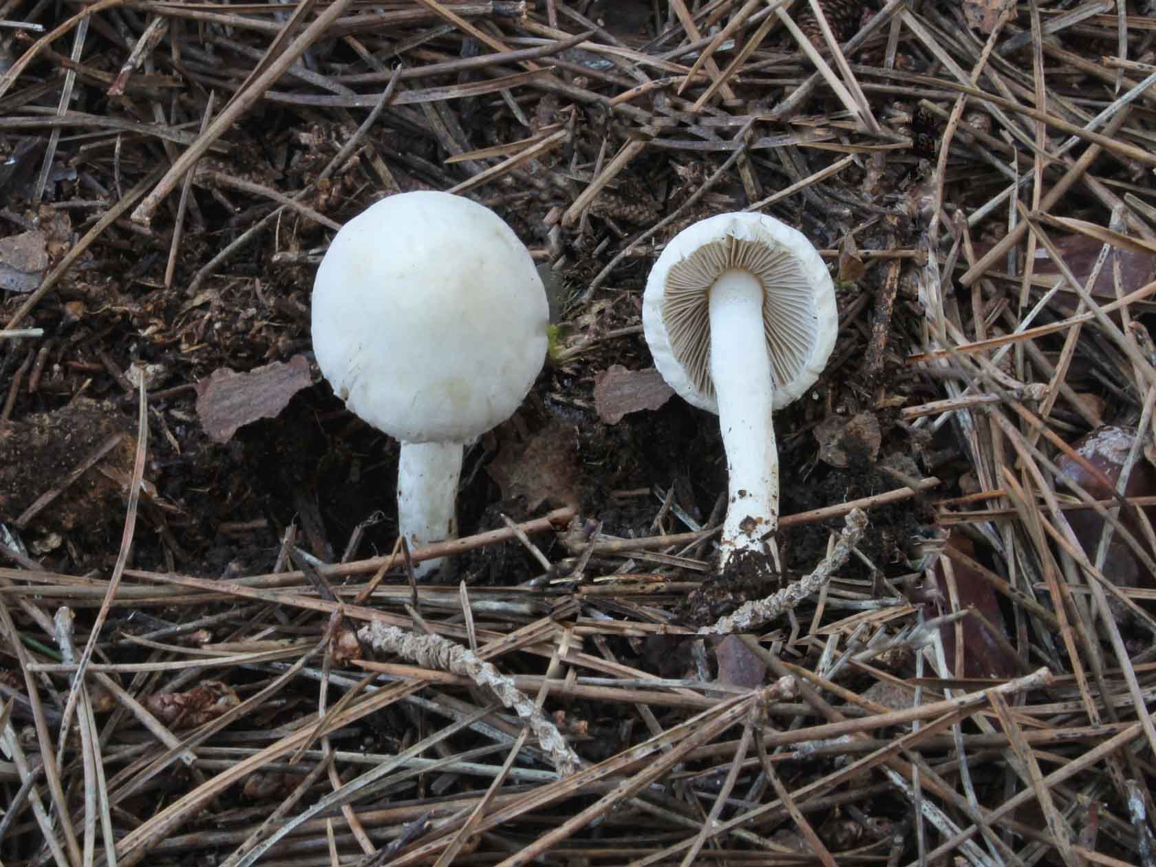 Inocybe geophylla P. Kumm. 1871