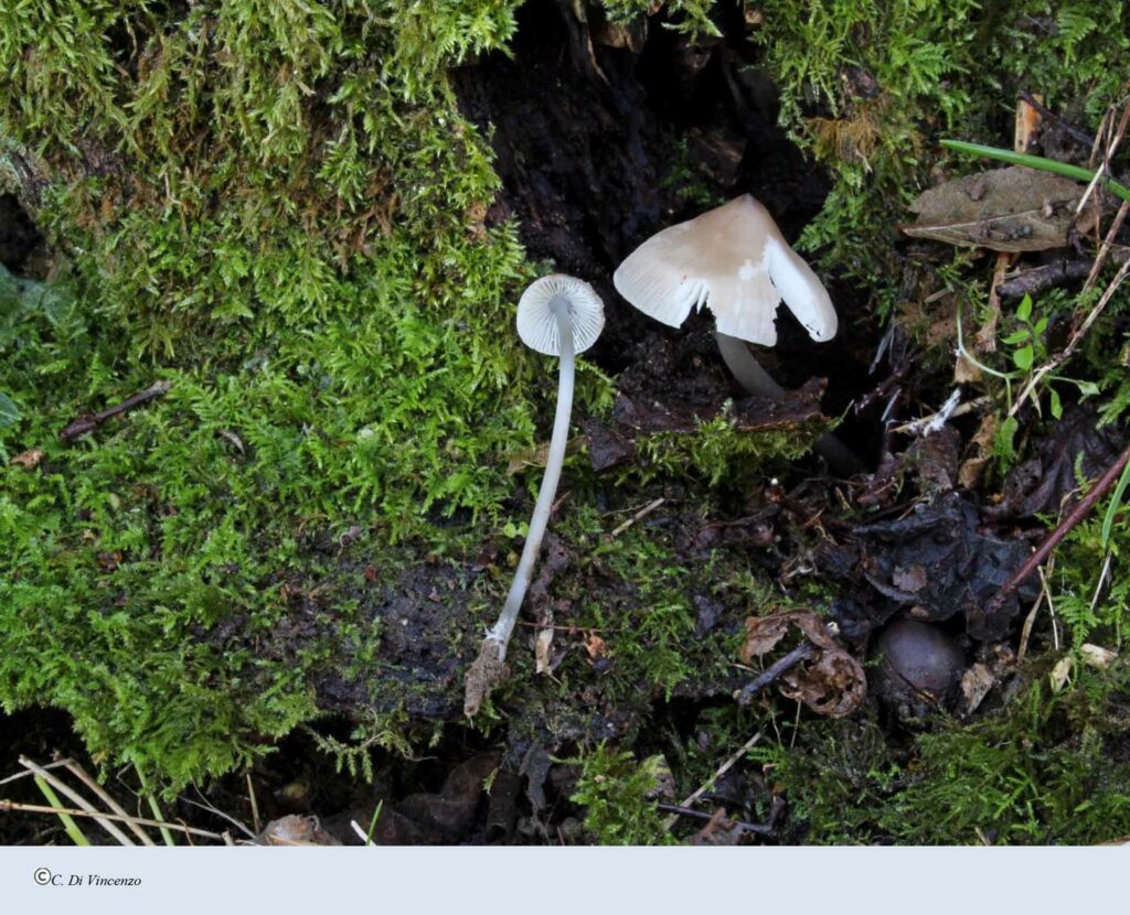 Mycena polygramma (Bull.) Gray 1821
