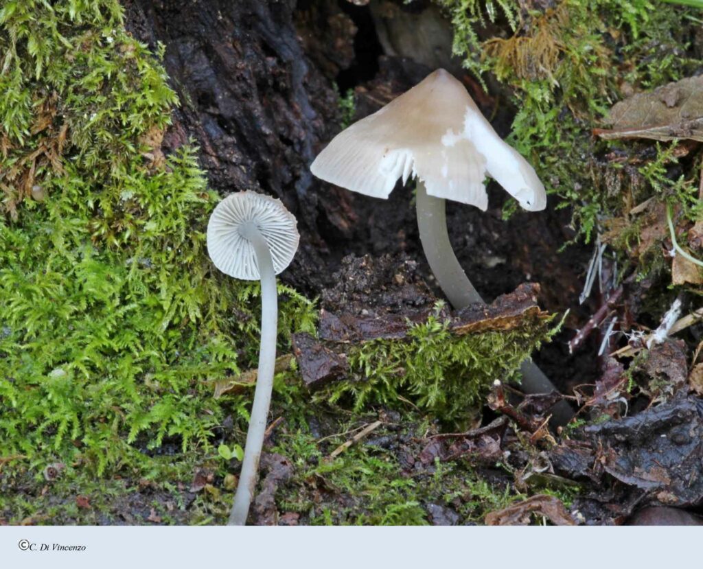 Mycena polygramma (Bull.) Gray 1821