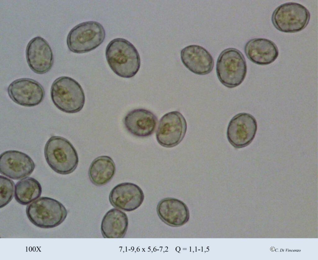 Mycena polygramma (Bull.) Gray 1821