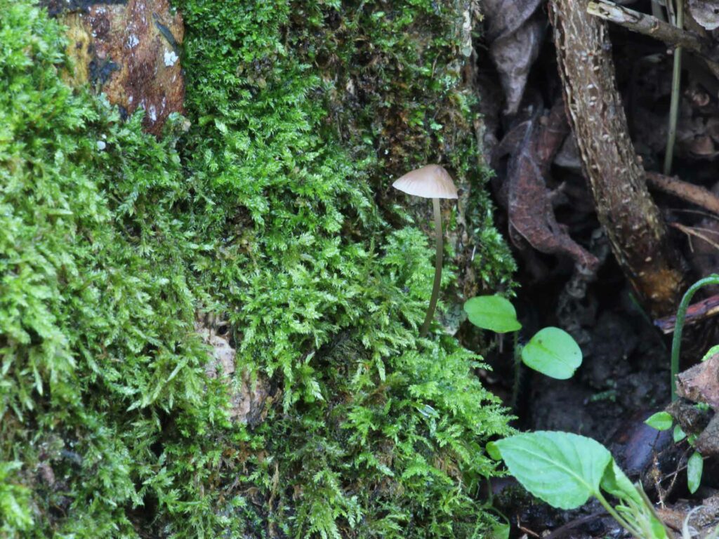 Mycena polygramma (Bull.) Gray 1821