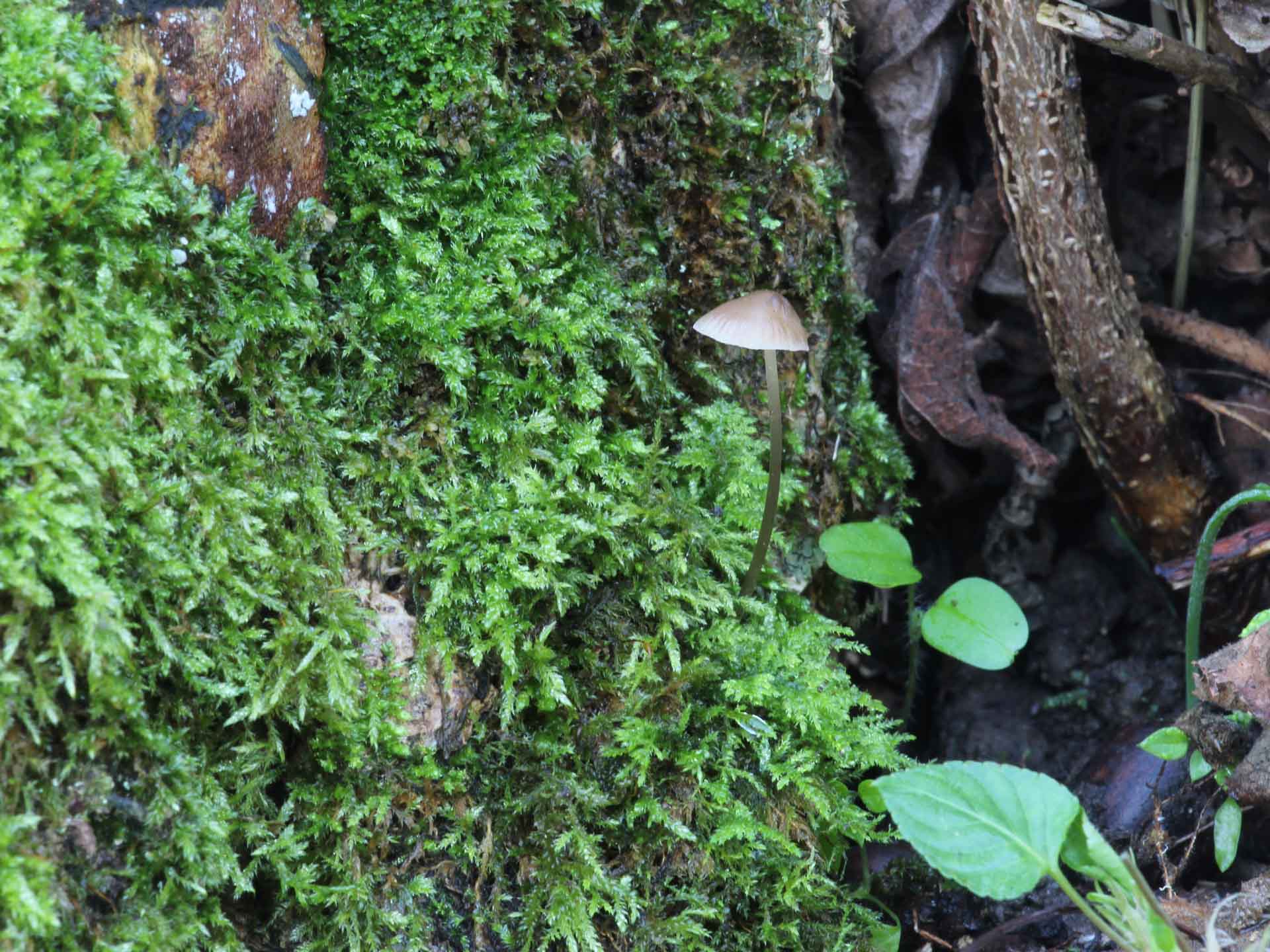 Mycena polygramma (Bull.) Gray 1821
