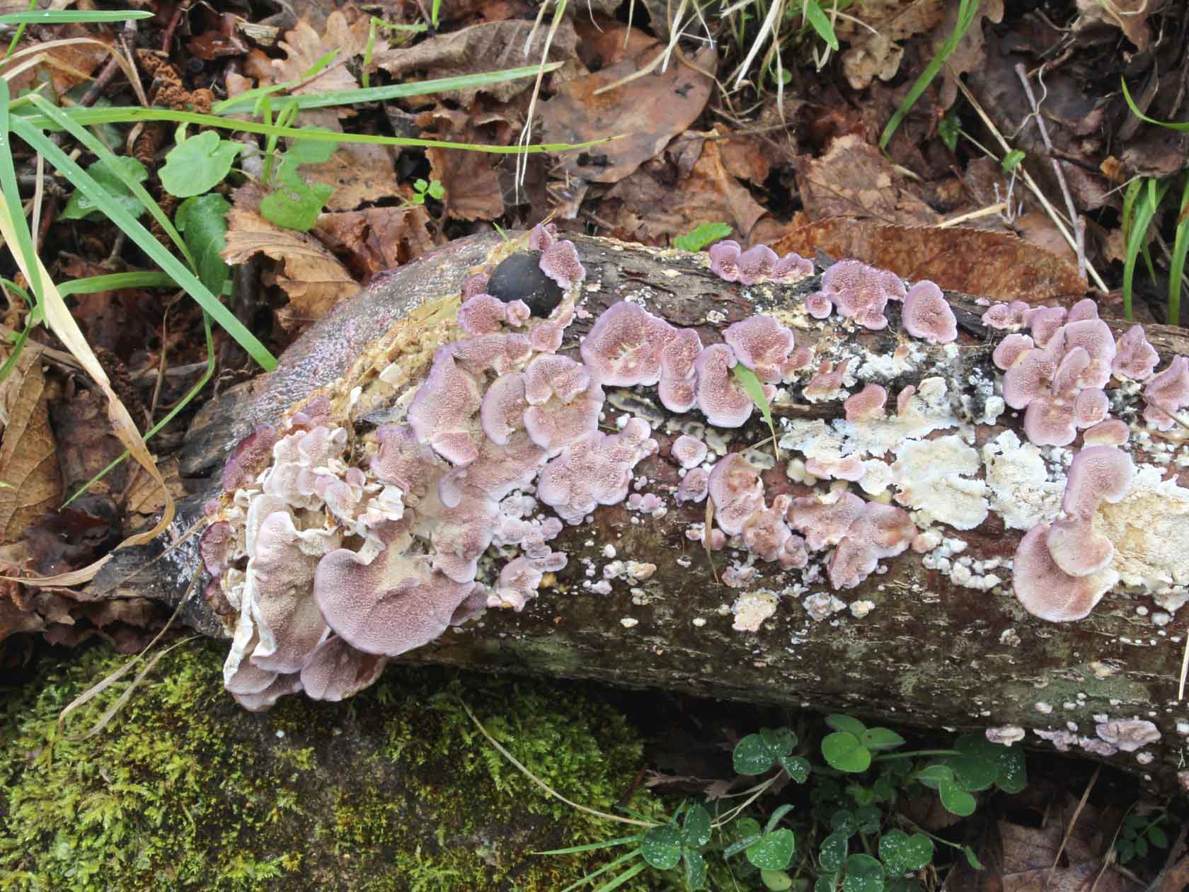 Pallidohirschioporus biformis