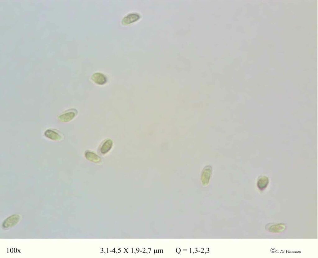 Panus neostrigosus Drechsler–Santos & Wartchow 2012 spore