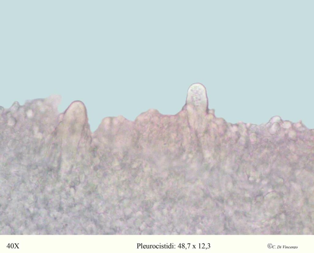 Panus neostrigosus Drechsler–Santos & Wartchow 2012 pleurocistidi