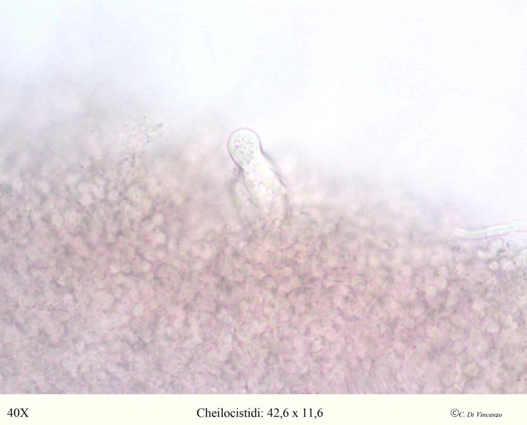 Panus neostrigosus Drechsler–Santos & Wartchow 2012 cheilocistidi