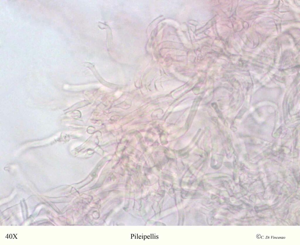 Panus neostrigosus Drechsler–Santos & Wartchow 2012 pileipellis