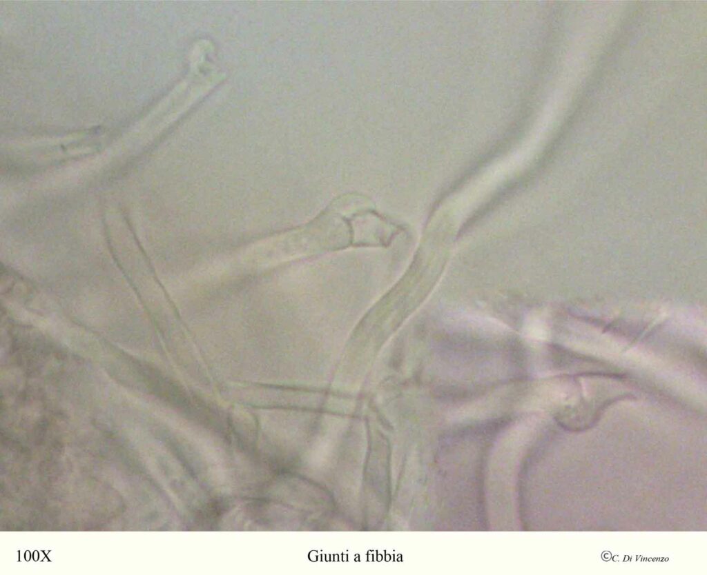 Panus neostrigosus Drechsler–Santos & Wartchow 2012 giunti a fibbia
