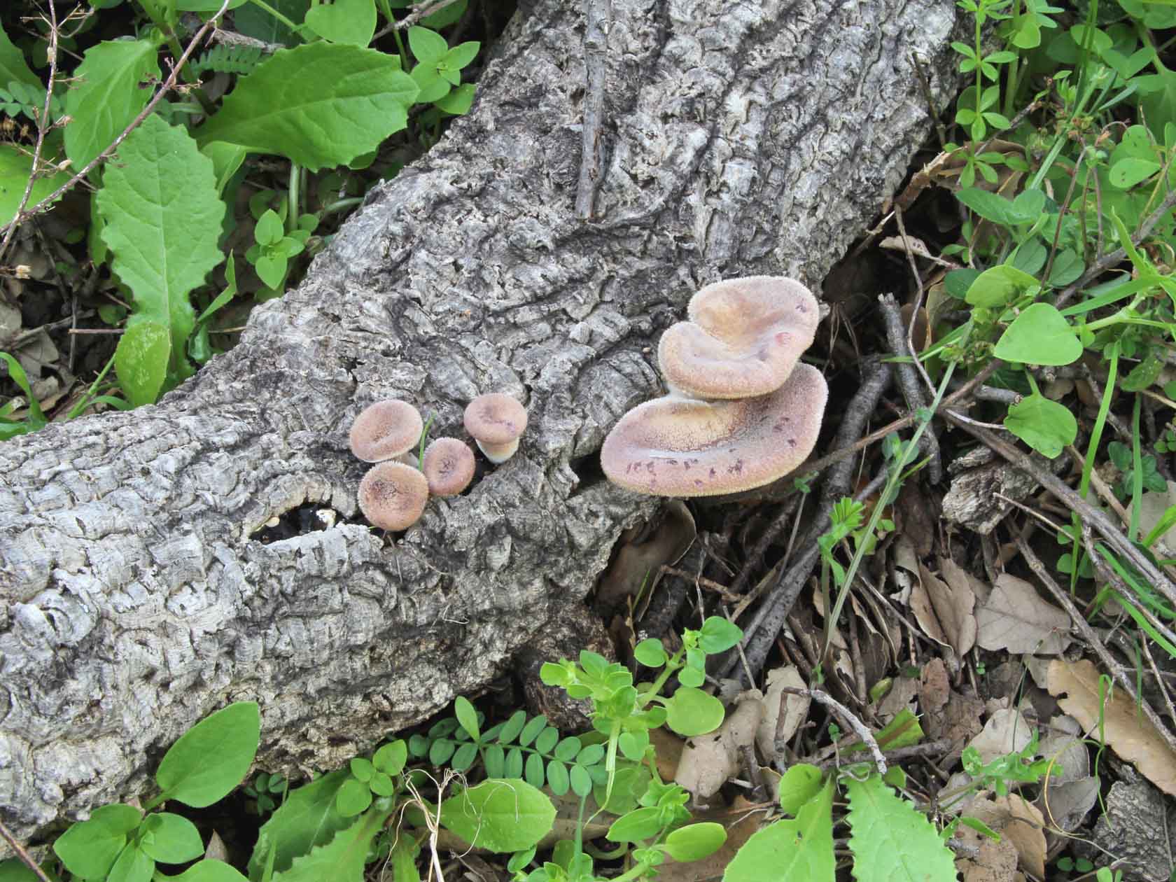 Panus neostrigosus Drechsler–Santos & Wartchow 2012