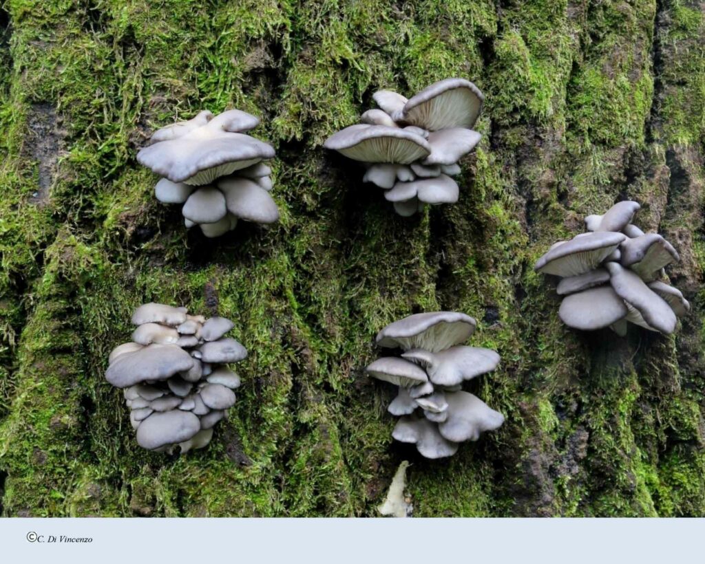 Pleurotus ostreatus (Jacq.) P. Kumm. 1871