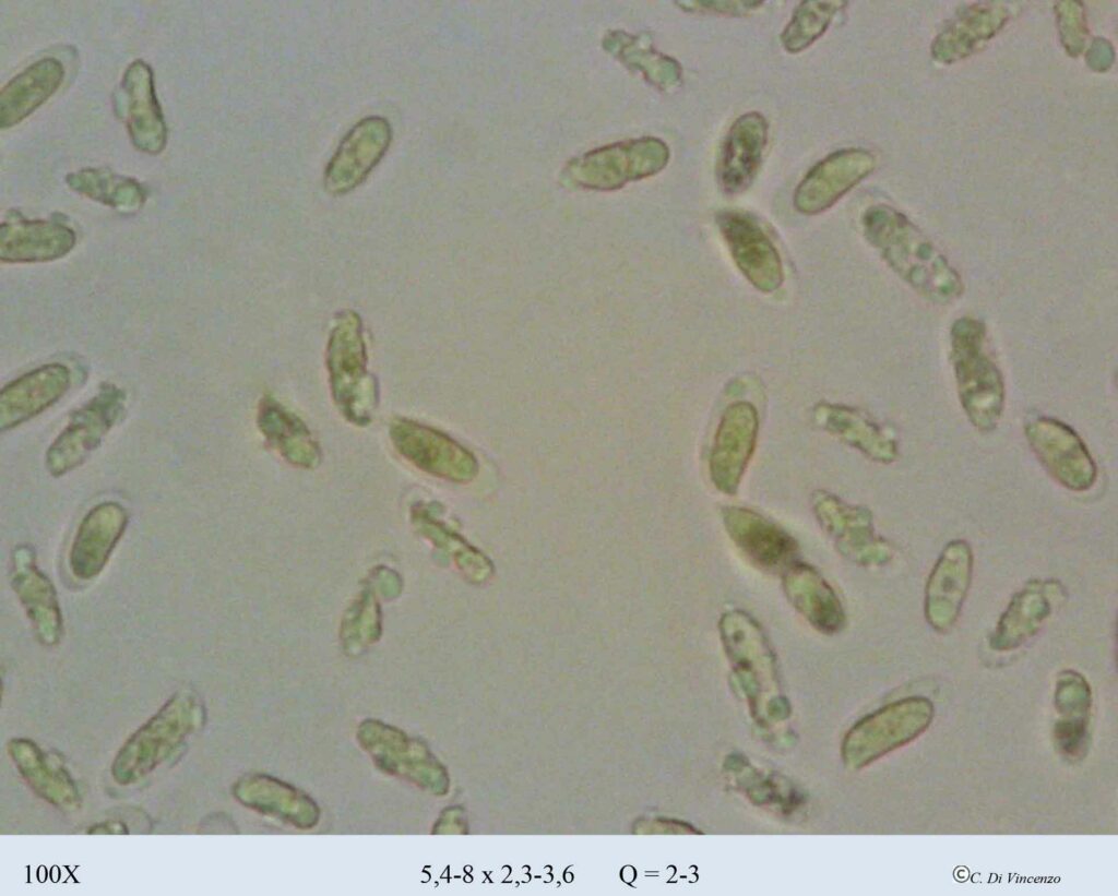 Pleurotus ostreatus (Jacq.) P. Kumm. 1871