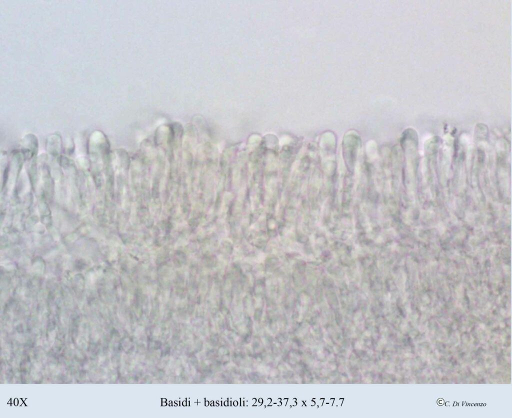 Pleurotus ostreatus (Jacq.) P. Kumm. 1871