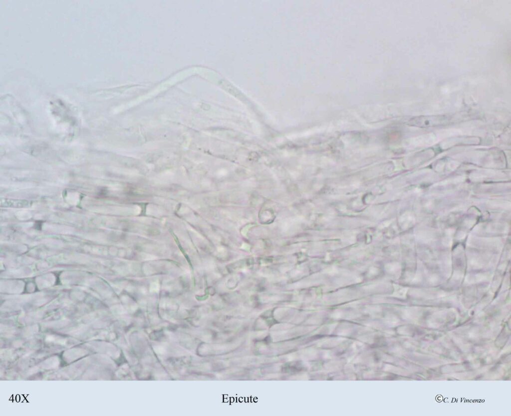 Pleurotus ostreatus (Jacq.) P. Kumm. 1871