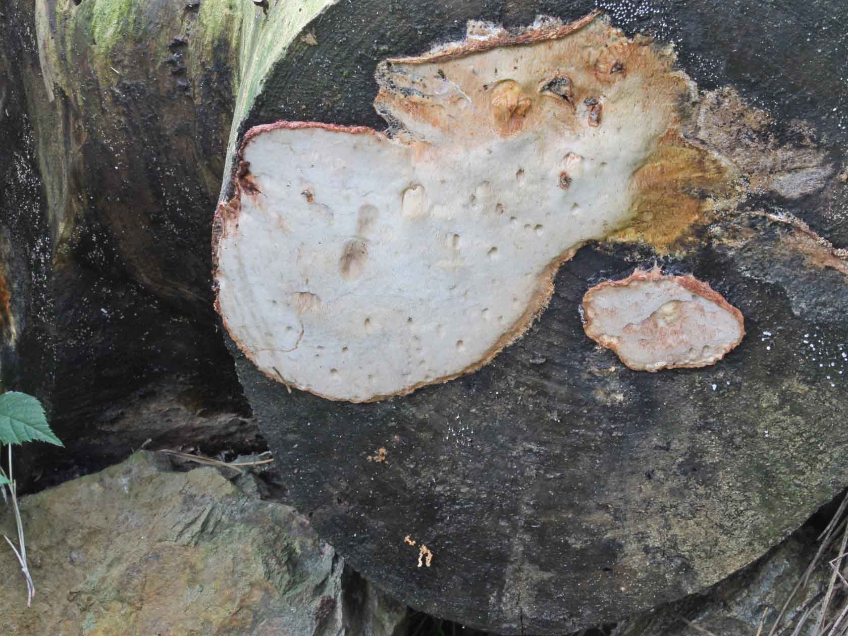 Sarcoporia polyspora P. Karst 1894