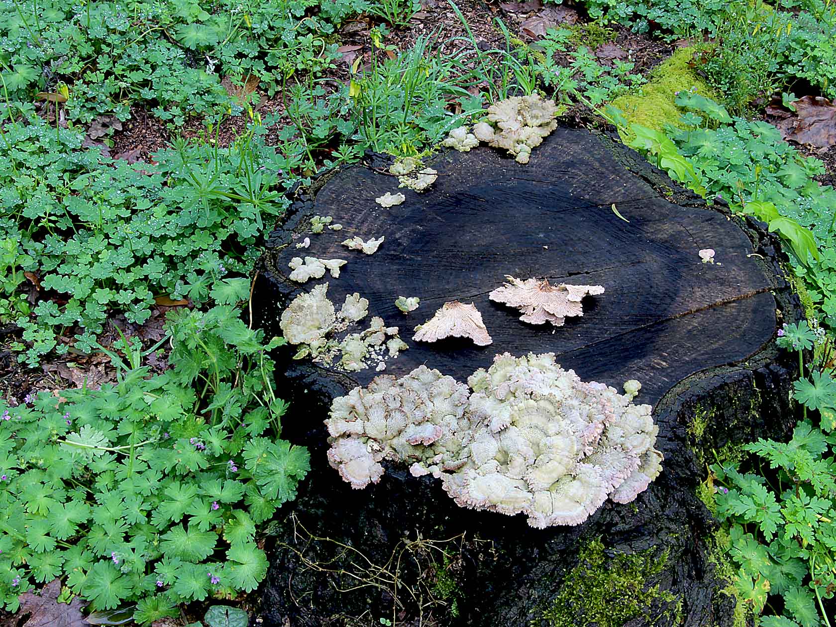 Schizophyllum commune Fr. 1815