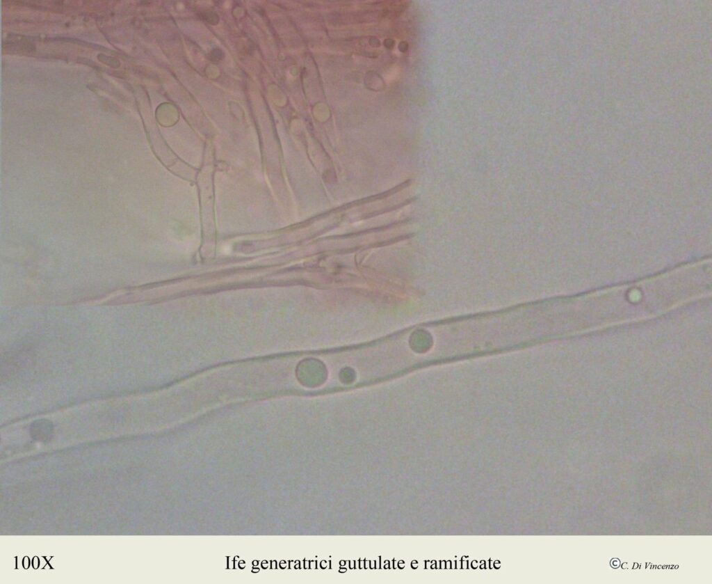 Spongipellis delectans - n.c. Somion delectans (Peck) Vlasàk & Spirin 2023.
