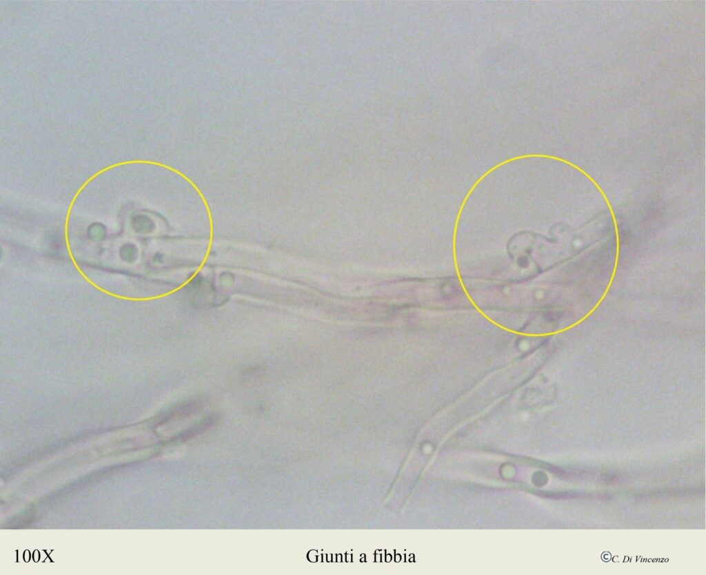 Spongipellis delectans - n.c. Somion delectans (Peck) Vlasàk & Spirin 2023.